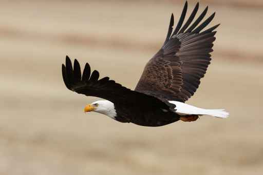 Alaska Raptor Center recovers 5 dead eagles, 1 alive