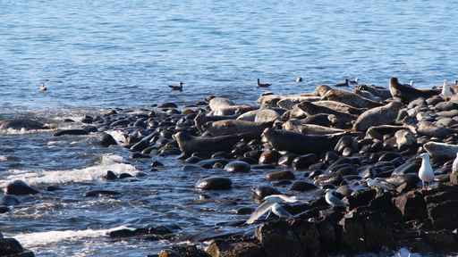 US biologists eye unusual deaths of Alaska seals