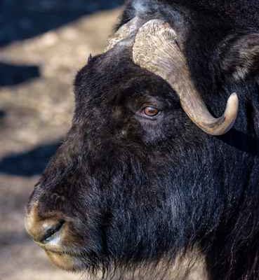 Alaska man witnesses pack of wild dogs attacking muskox