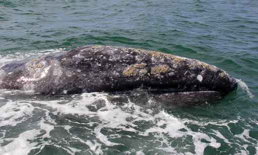 2 more gray whales found dead in Alaska; total reaches 12