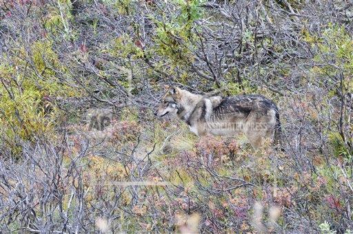 Alaska national park wolf hunting boundary dispute continues