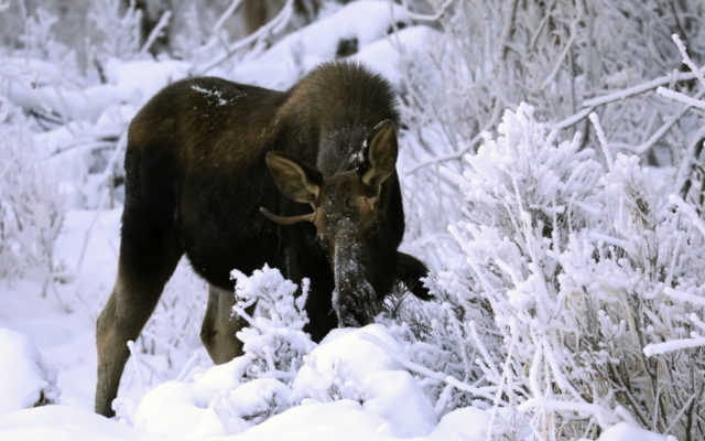 State prepares for Anchorage moose survey with citizen help