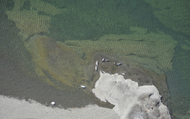 Group seeks endangered species listing for Alaska lake seals