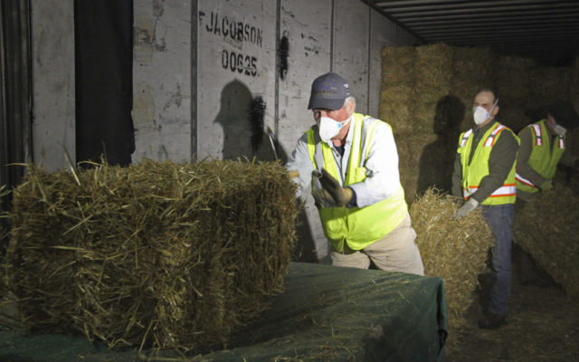 Prepping straw bedding for dogs signals Iditarod is near
