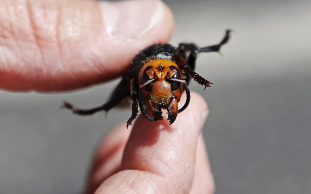 Signs of Asian giant hornet nest found in Washington state