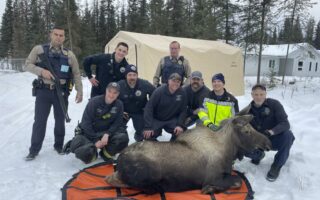 Alaska firefighters help rescue a moose trapped in a home