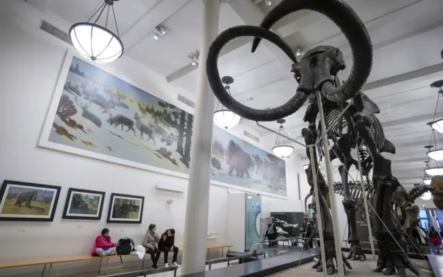 Claim of mammoth bones brings treasure hunters to NYC river
