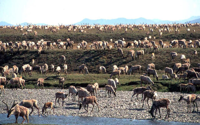 Biden administration cancels remaining oil and gas leases in Alaska’s Arctic Refuge
